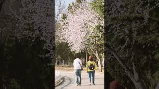 Dalian’s Pink Cherry Blossom Avenue Is a Dreamy Spring Scene