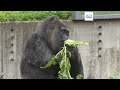 Schon seit vor der Mauer in Berlin - Ältester Gorilla der Welt: Fatou feiert 67. Geburtstag