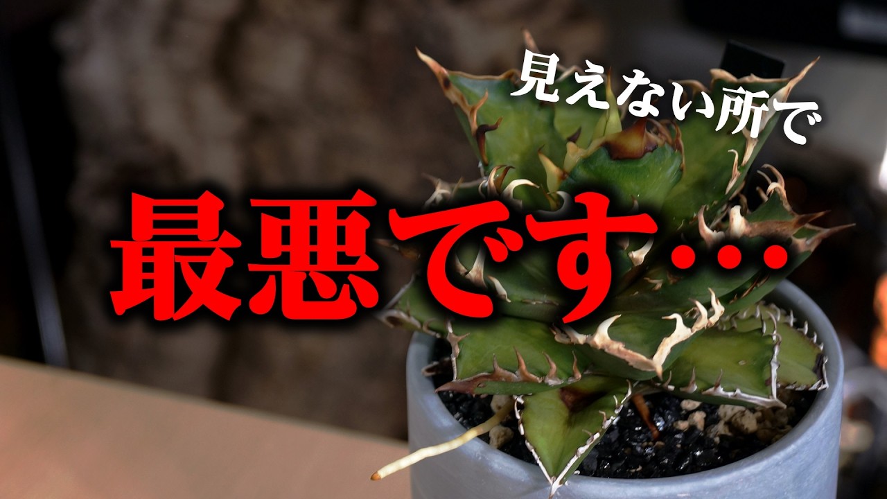 油断したら…、大切に育ててきた観葉植物の大手術になりました【アガベ  