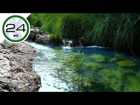 Sonido de AGUA de Manantial Burbujeante. 💦🦜😴 Sonido de Bosque para DORMIR en 10 minutos ASMR
