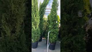 Asc Garden Uronite U Svet Zelenila I Elegancije