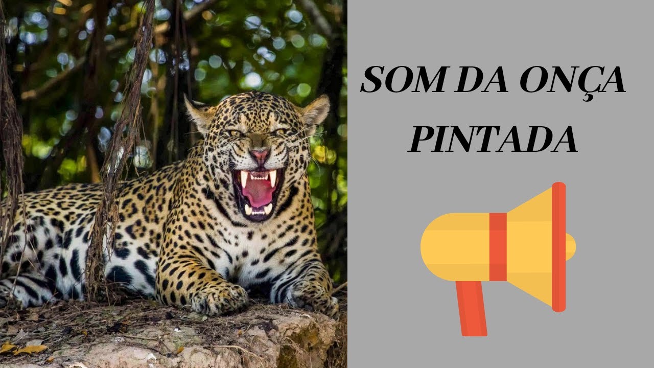 SOM DA ONÇA PINTADA - YouTube