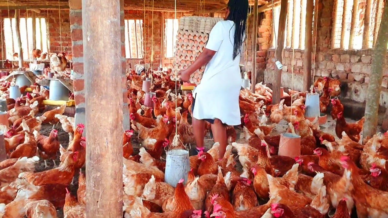 How to raise chickens for eggs & meat at home- poultry farm business ...