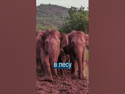 Слоны напились и уснули в лесу - YouTube
