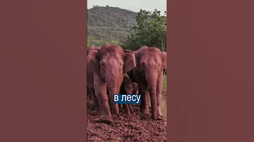 Слоны напились и уснули в лесу