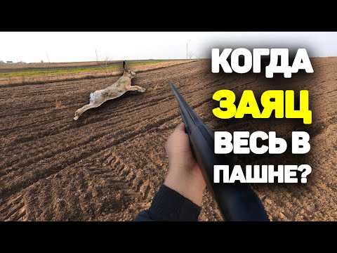 Охотник ДОЛЖЕН это знать! Когда зайцы уходят в пахоту