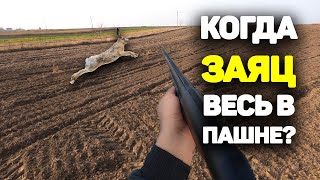 Охотник ДОЛЖЕН это знать! Когда зайцы уходят в пахоту