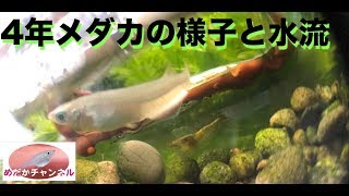 4年メダカ 水流 Youtube