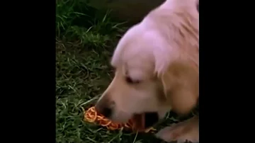 Dog Vomits spaghetti