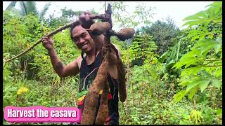 HARVEST THE CASAVA BESIDE OUR HOUSE 🏡 #philippines