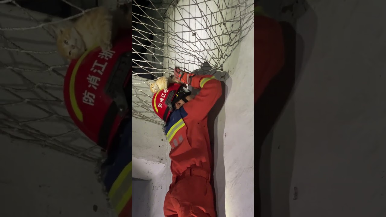 消防员救下被困小猫 小猫安心依偎在他身上 #shorts #china