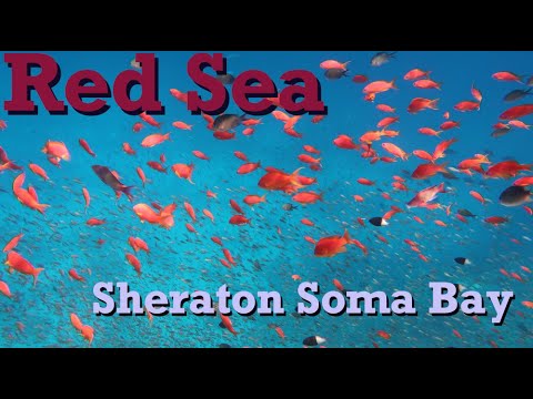 Подводный мир Красного моря, Египет, Хургада, Сафага Шератон Сома Бей - Sheraton Soma Bay, Hurghada