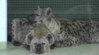 仲良く寝るハイエナ(円山動物園)