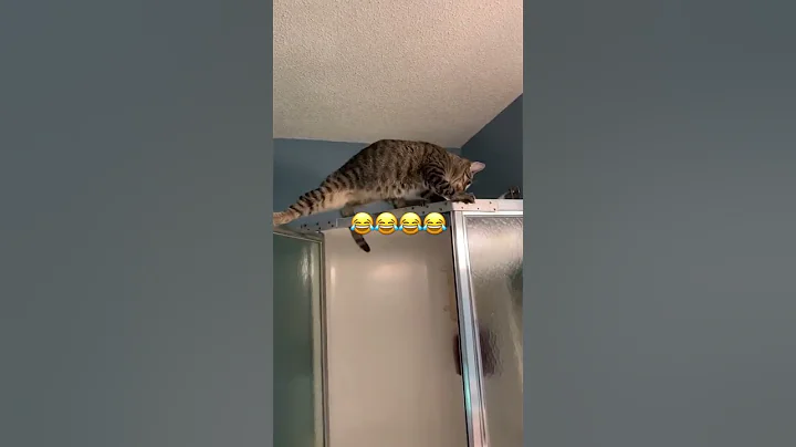 Watch the video about 😂😂😂😂 #cat #catfunny #funny #catvideos #cute #funnycatvideos #memes #babycats #babypets