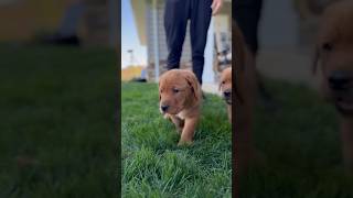 Hello!  #foxredlabrador #foxredlabs #labradorlovers #labradorretriever #labradorpuppy #labrador