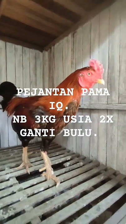 PEJANTAN PAMA IQ NB 3KG USIA 2X GANTI BULU.