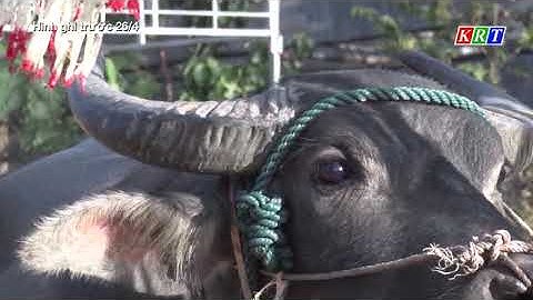 Tiếp tục bảo tồn không gian văn hóa cồng chiêng Tây Nguyên