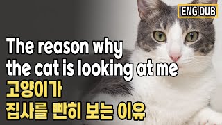 [Eng Dub] 고양이가 왜 나를 빤히 쳐다볼까?