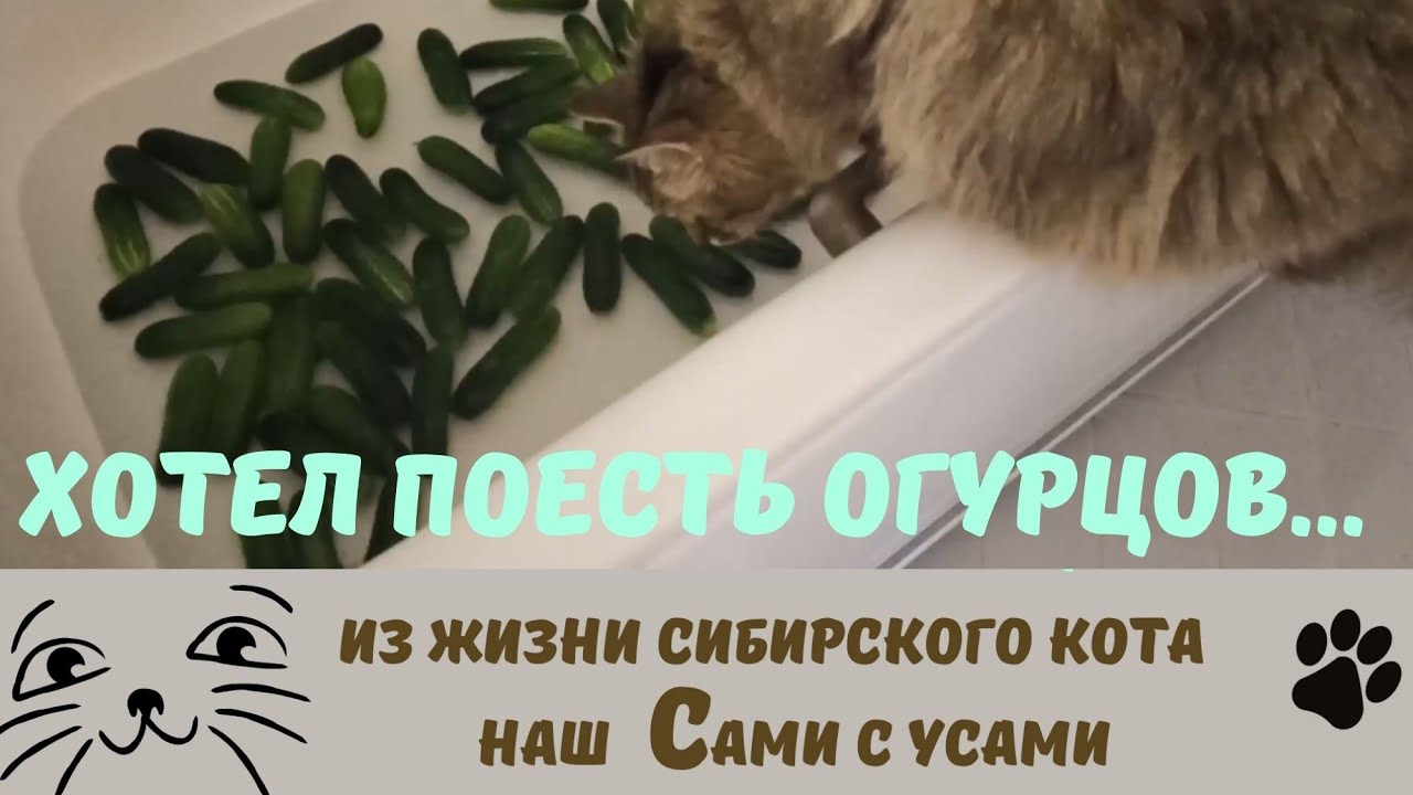 Почему хочется огурца. Полезно для кошки огурец.