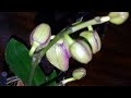 ¡Mis Orquídeas terminaron de florecer! ¿corto la varita o no? # Orquideas en el mundo