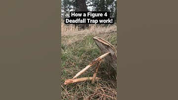 How a Figure 4 Deadfall trap works!