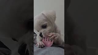 우서야 수달이야?#반려견 #강아지일상 #강아지브이로그 #귀여움
