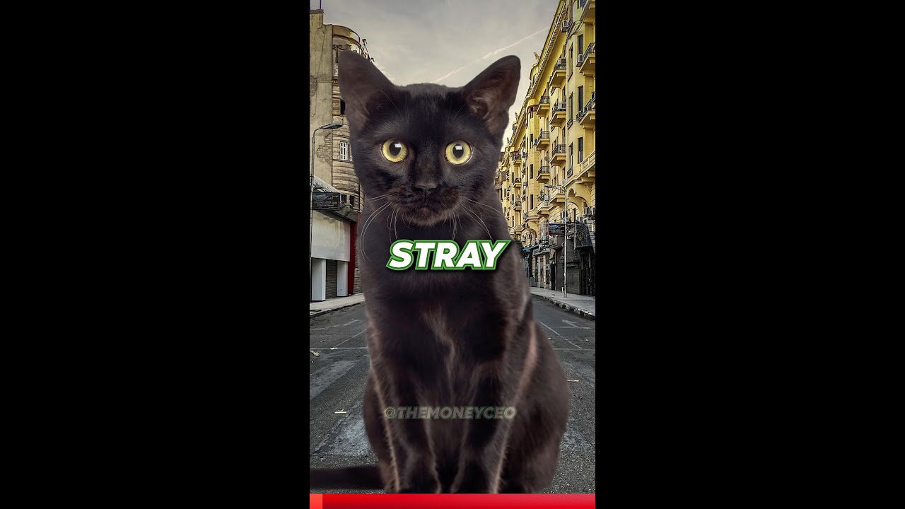 The World’s RICHEST Cat