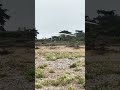 Hang gliding low flying