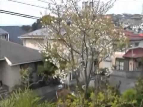 我が家の庭の桜の花