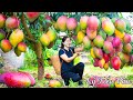 How to harvest Mango & Goes to the market sell - Harvesting and Cooking | Daily Life