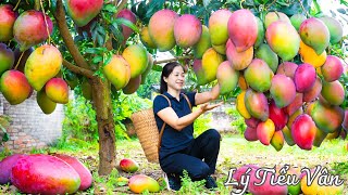 How to harvest Mango & Goes to the market sell - Harvesting and Cooking | Daily Life