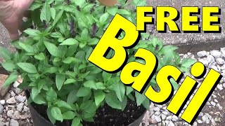 Basil Is One Of The Easiest Garden Plant To Grow 6-4-2024