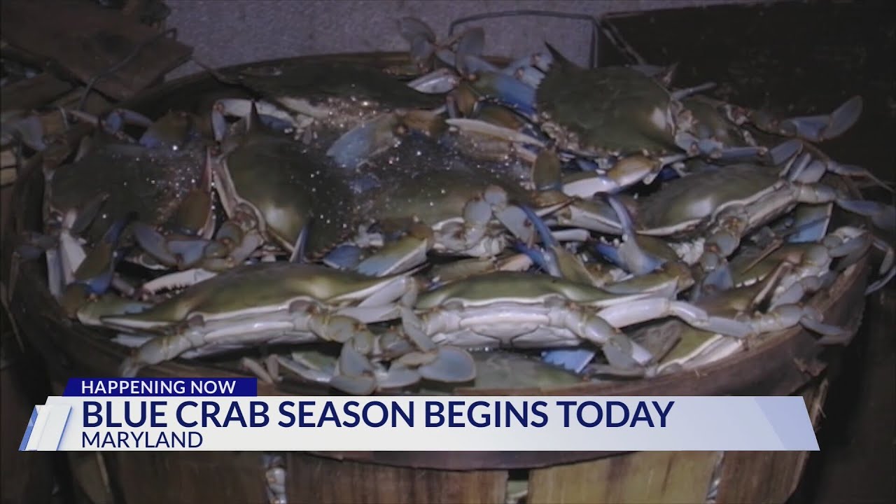 Maryland S Blue Crab Season Arrives YouTube Maxresdefault