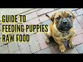 Guide To Feeding Puppies RAW Food