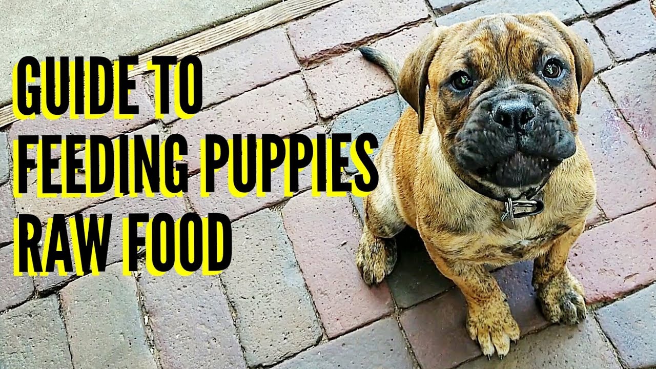 Guide To Feeding Puppies RAW Food YouTube