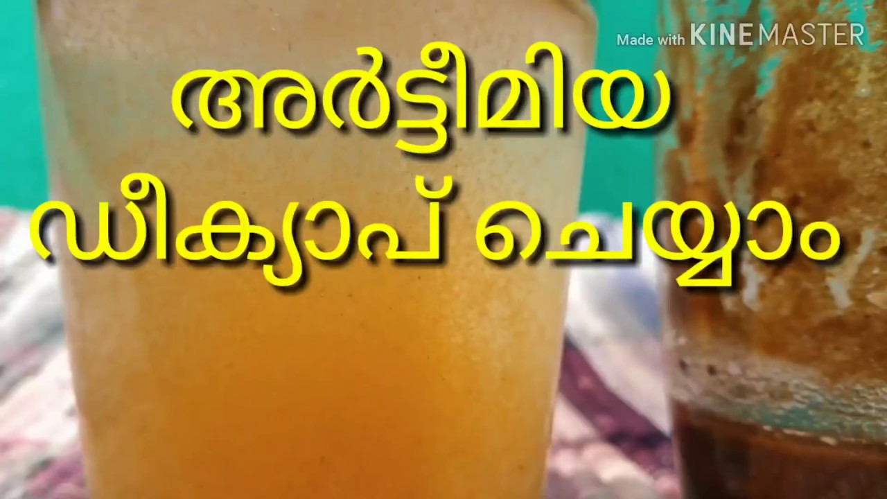 Decapsulated Artemia/ ഡീക്യാപ് അർട്ടീമിയ ചെയ്യാം #Bettafish Breeding _kerala