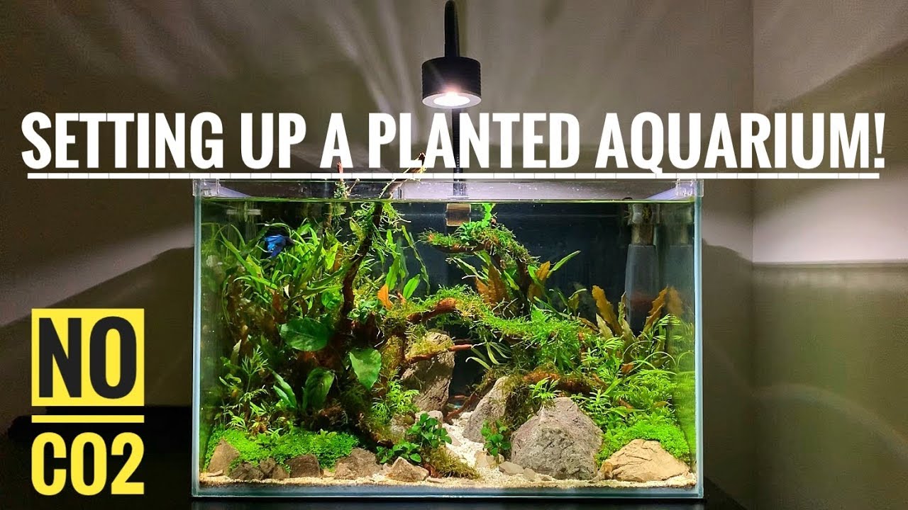 SETTING UP A PLANTED AQUARIUM! NEW DESIGN No co2 YouTube