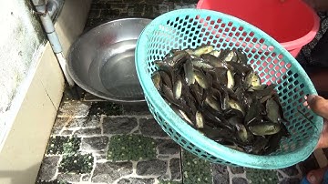 Lựa cá Rô non mới xúc về làm món cá rô kho tiêu