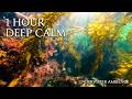 1 Hour Underwater Kelp Forest Relaxing Nature Sounds for Study, Sleep, and Focus