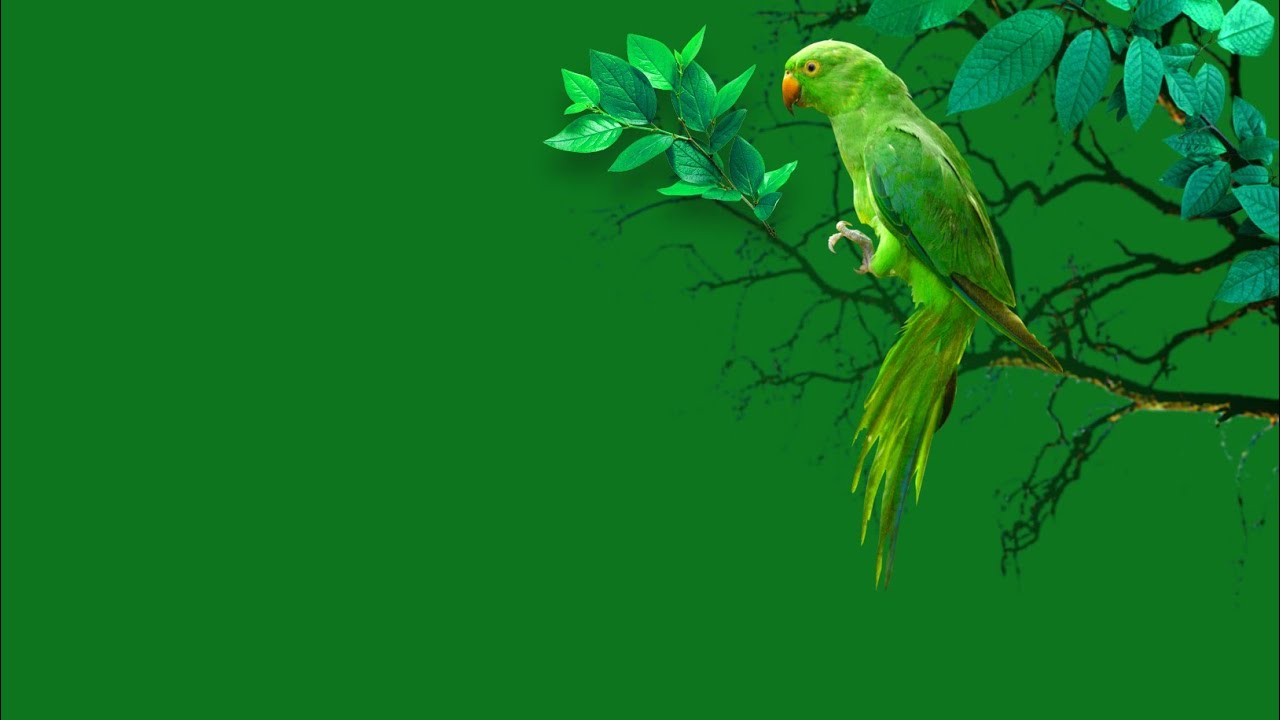 parrot green screen video parrot green screen video no copyright