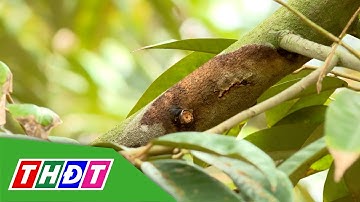 Bệnh nứt thân xì mủ trên cây sầu riêng | Kiến thức nông nghiệp - 6/7/2025 | THDT