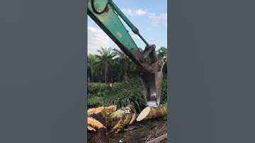 Why Chipping Palm Tree #dndx1