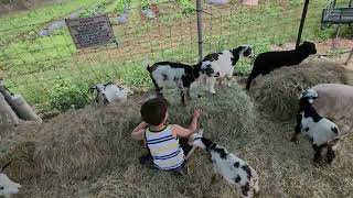 Aiden playing with goats