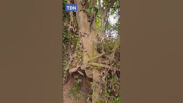 Cây Duối ngoài bờ rào cần tìm chủ nhân #tamdaonui