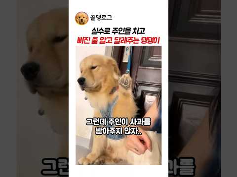 주인이 삐졌다 착각하고 달래주는 댕댕이 #강아지 #동물 thumbnail