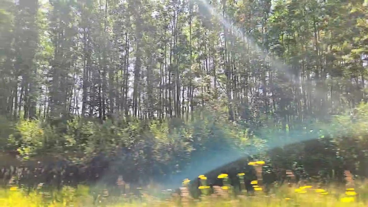 green & yellow | bernee bee