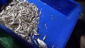 Đi đẩy te đánh cá được 30kg cá lòng tong😁😁😁!