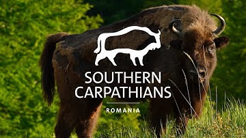 World Rewilding Day | Message from Rewilding Southern Carpathians | This is #WhyWeRewild