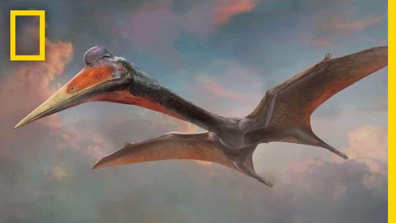 Let's learn about pterosaurs