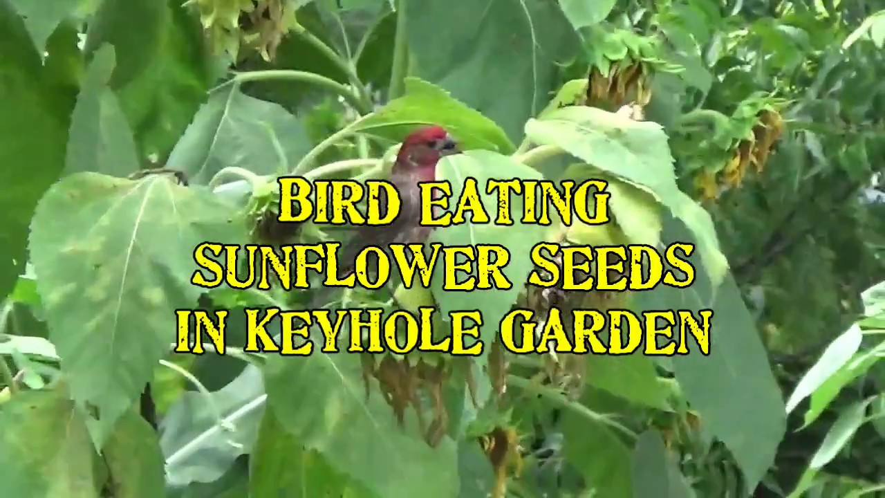 Bird Enjoying Sunflower Seeds at Keyhole Farm YouTube